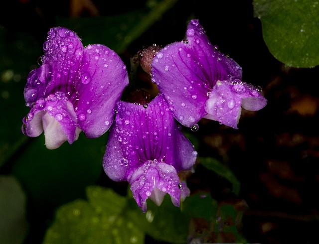 Lathyrus nevadensis 19-4667.jpg